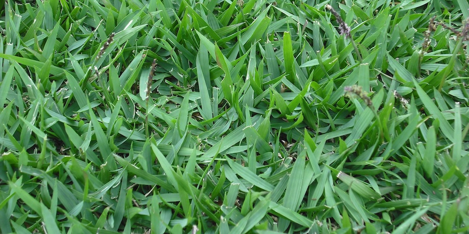 Zoysia Grass Lawns