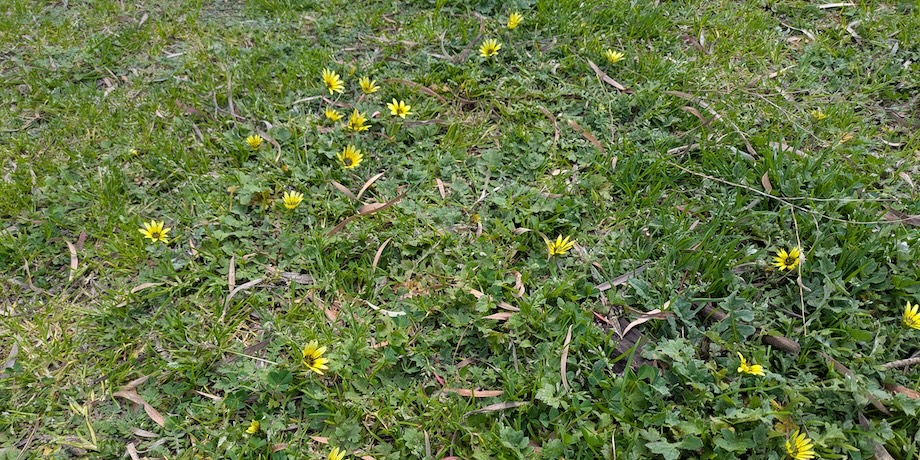 Cape Weed Cape Weed