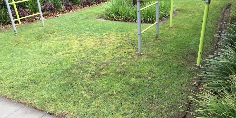 Reduce Weeds With Lawn Mowing Reduce Weeds With Lawn Mowing