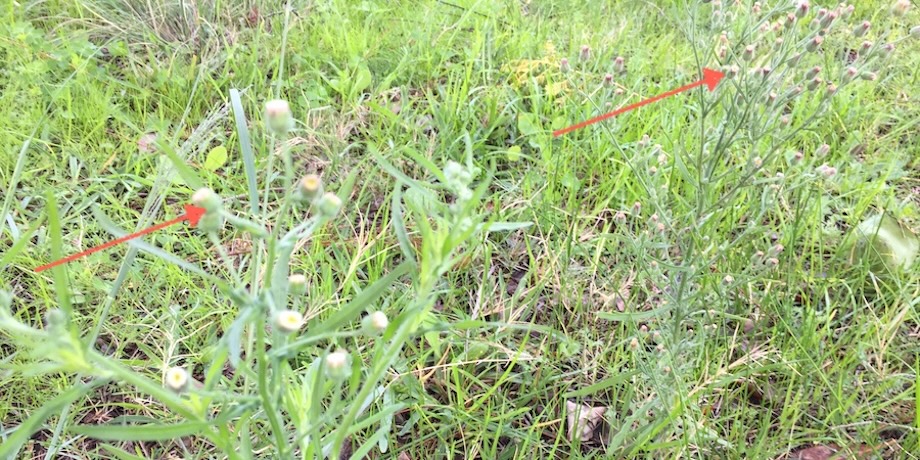 Canadian Fleabane