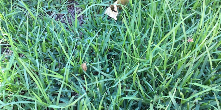 Kikuyu Invading Buffalo Grass