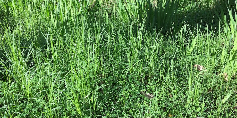Kikuyu and Oxalis Destroying Native Bushland