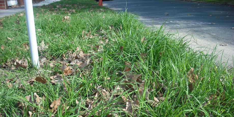 Kikuyu Invading A Couch Verge