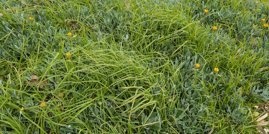Kikuyu Destroying Garden Beds