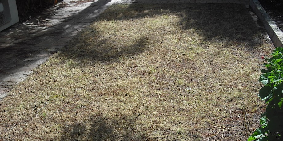 Killing Weeds Before Laying A New Lawn