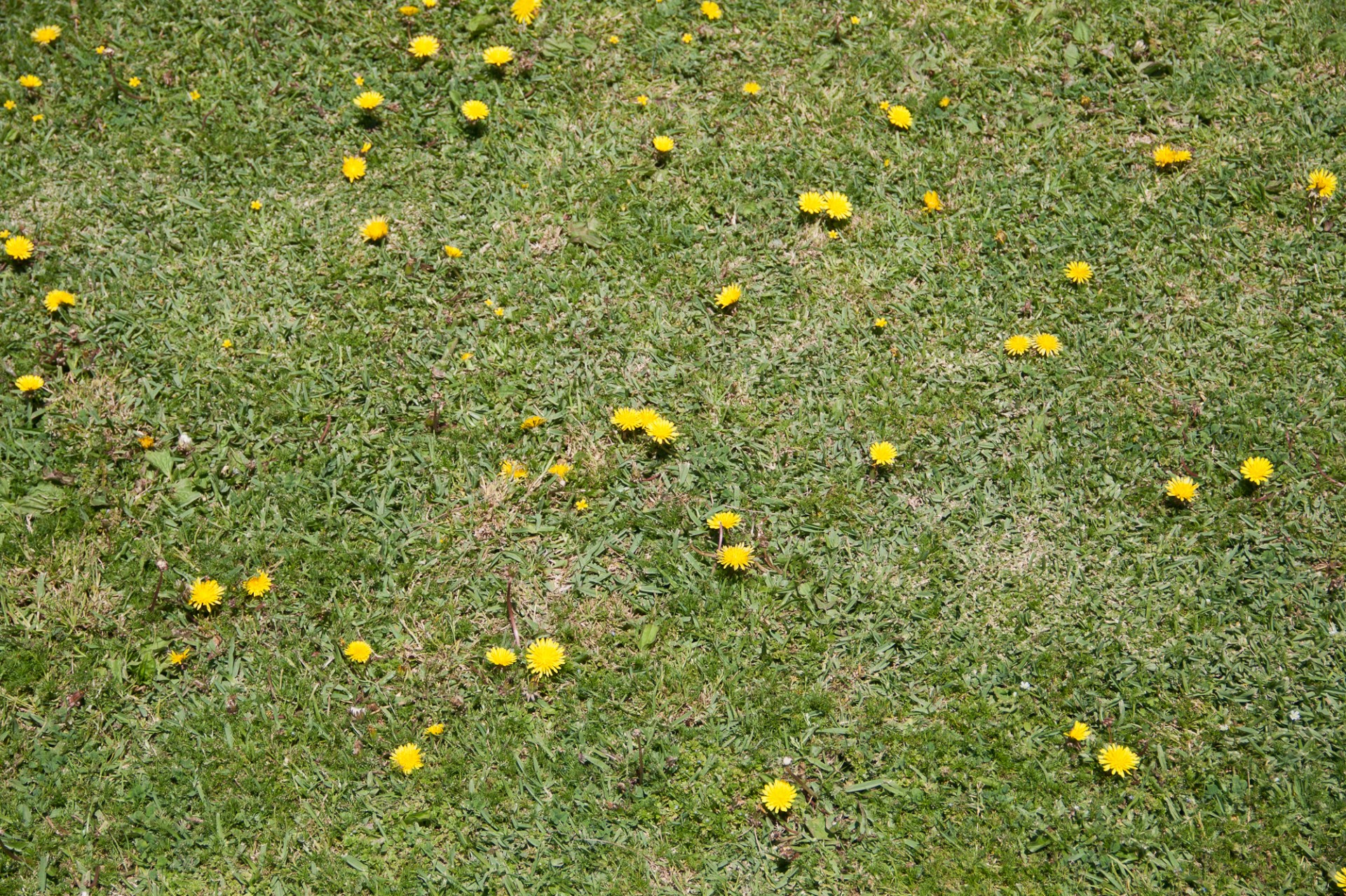 Dandelions