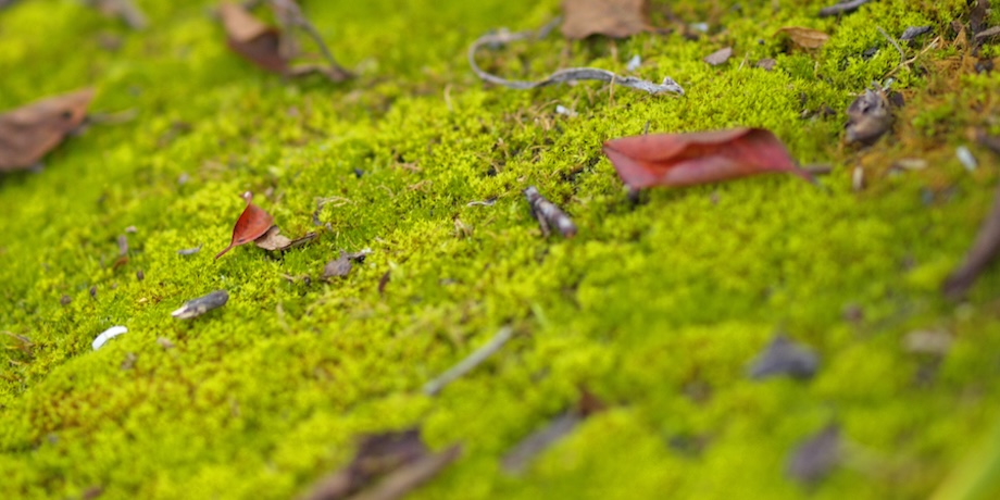 Moss In Lawns