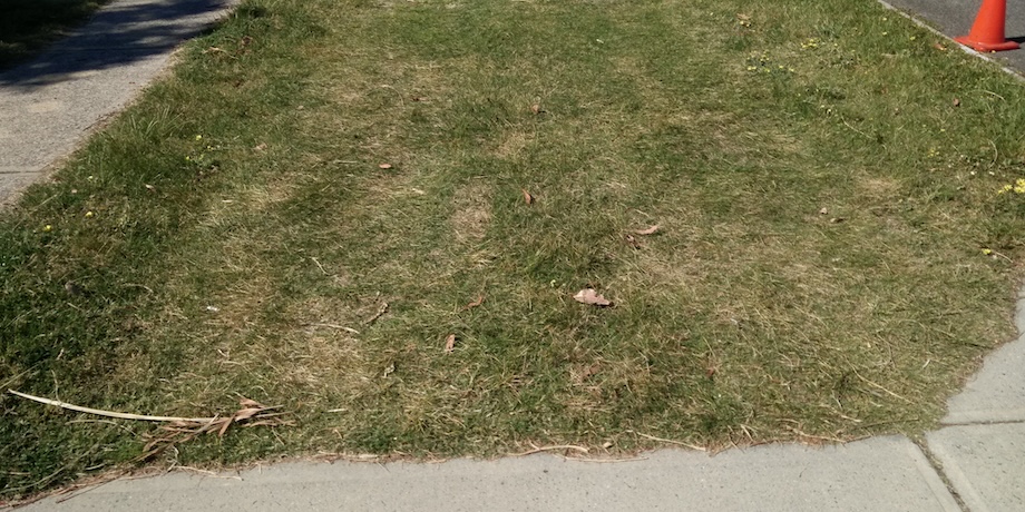 Control Weeds With Lawn Mowing