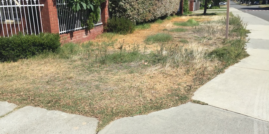 Neighbour’s Lawn Is Filled With Weeds Neighbour’s Lawn Is Filled With Weeds