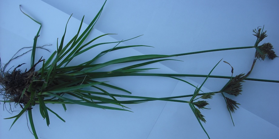 Nut Grass Nut Grass