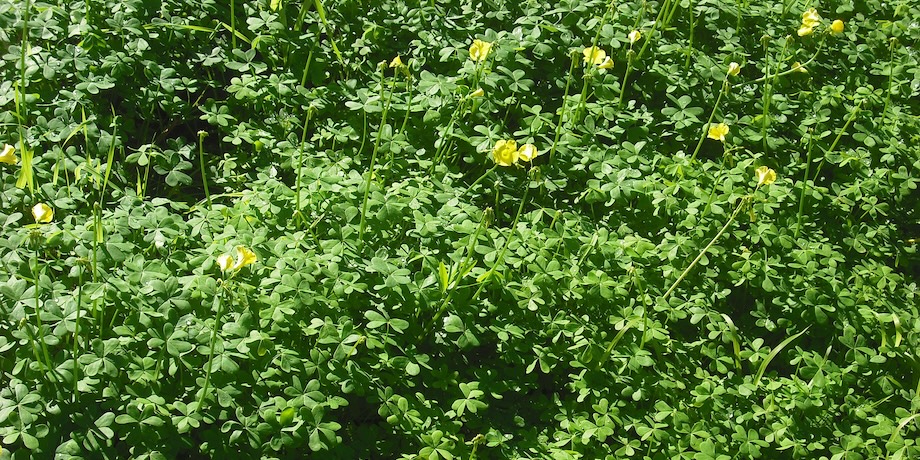 Oxalis Weeds Oxalis Weeds