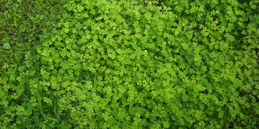Oxalis