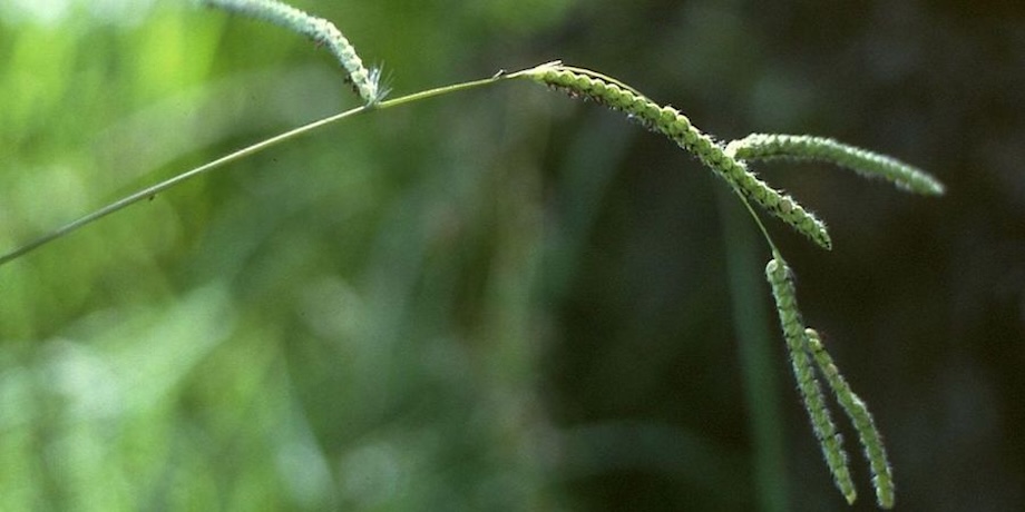 Paspalum