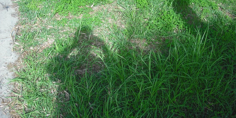 Kikuyu and Weeds In Lawn Kikuyu and Weeds In Lawn