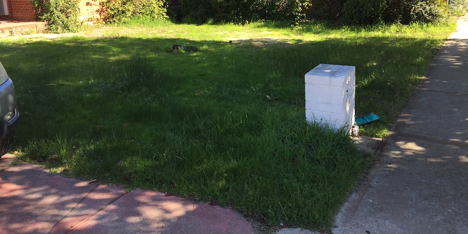 Neighbour’s Lawn Is Filled With Weeds Neighbour’s Lawn Is Filled With Weeds
