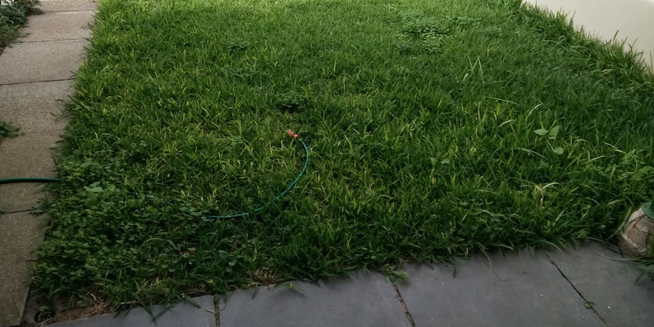 Restore A Weedy Lawn