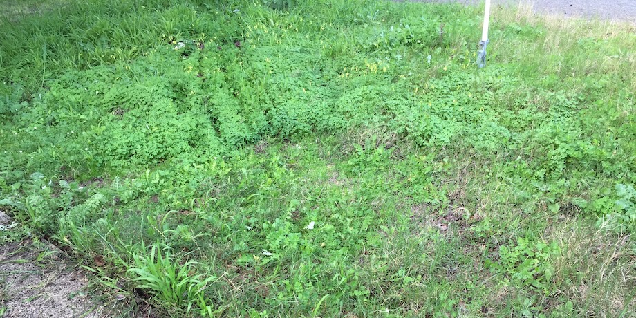 Neighbour’s Lawn Is Filled With Weeds Neighbour’s Lawn Is Filled With Weeds