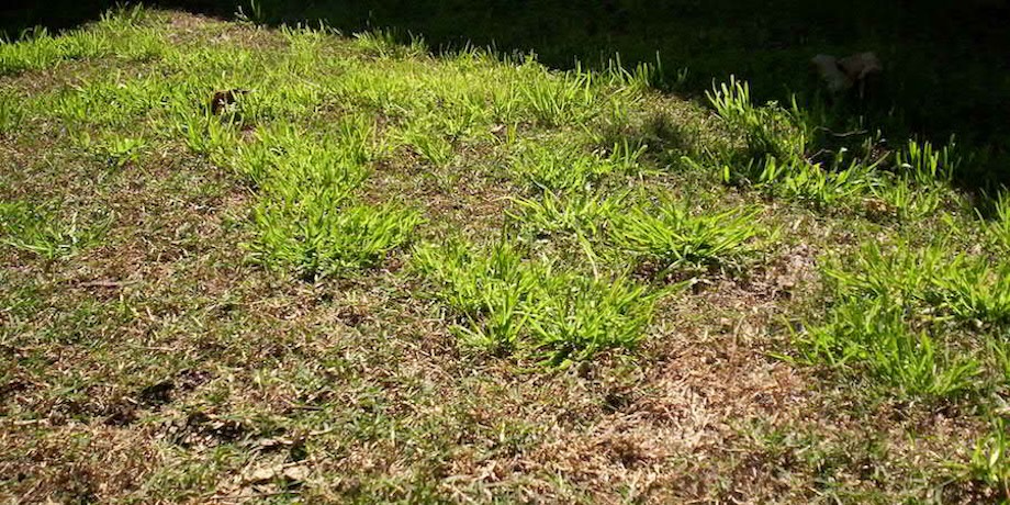 Mature Wintergrass In Lawn Mature Wintergrass In Lawn