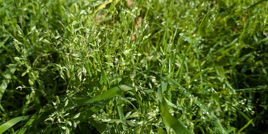 Wintergrass Seeding Wintergrass Seeding