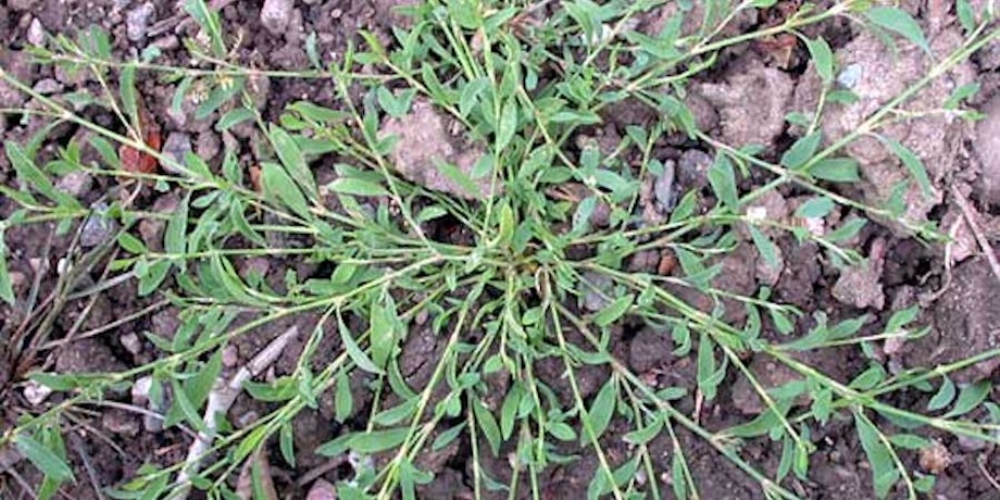 Wireweed