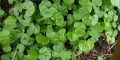 Dichondra Repens - Lawn Companion