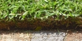 Lawn Thatch