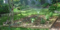 Lawn Care For New Roll On Lawns