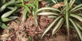 Lawn Clippings In Garden Beds