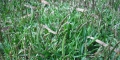 Lawns Going To Seed