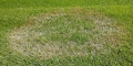 Brown Patch Lawn Disease