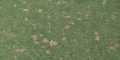 Dollar Spot Lawn Disease