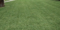 Mulch Mowing Lawns