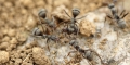 Controlling Ants In Lawns
