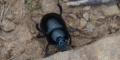Lawn Beetles