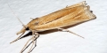 Sod Webworm