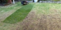 Cutting Back Lawn Thatch In Spring
