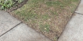 Replacing My Old Diseased Lawn For Free
