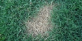 Dog Urine Burning Lawns