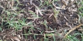 Improving Lawn Soils