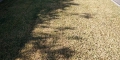 Lawn Turning Yellow Or Brown