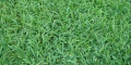 Buffalo Grass
