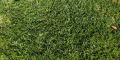 Kikuyu Grass