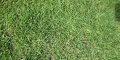 Saltene Grass