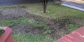 Sir Walter: The Ugly Truth About Australia’s Worst Grass