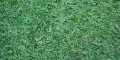Zoysia Grass