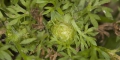 Bindii Treatment For Lawns