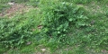 Broadleaf Weed Killers