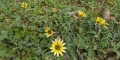 Cape Weed
