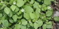 Chickweed