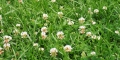 Clover
